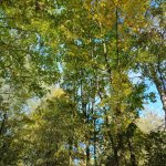 phoca_thumb_m_krteci a les 20 Fotogalerie